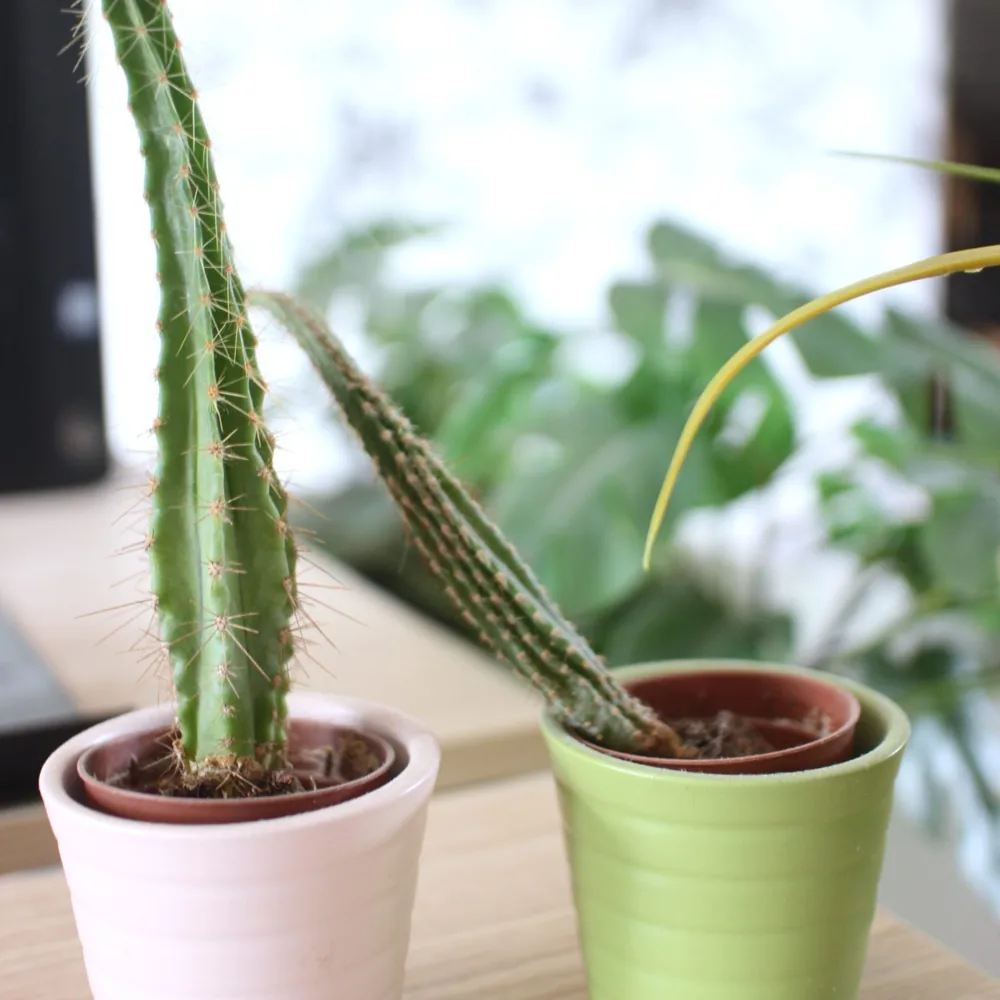 Cactus décoratif sur un bureau